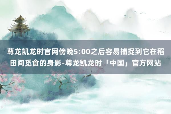 尊龙凯龙时官网傍晚5:00之后容易捕捉到它在稻田间觅食的身影-尊龙凯龙时「中国」官方网站